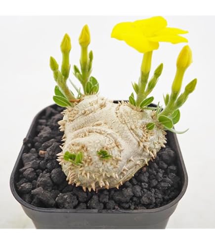 Amazon.co.jp: 観葉植物 パキポディウム・ラメリー 8号鉢株 大型 塊根